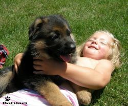 N�meck� ov��k - �t���tka s PP