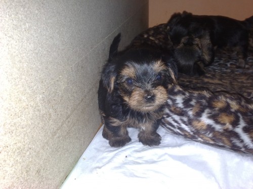 Prodej �t�n�te