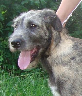 Irsk� vlkodav - �t���tko s PP