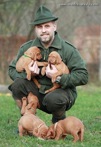 Ma�arsk� oha�(Vizsla) - �t��ata