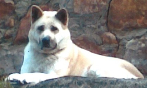 HLED�ME ZTRACENOU AKITA INU