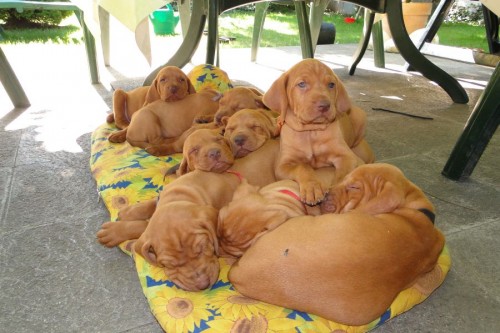 Prod�m �t���tka ma�arsk�ho kr�t.oha�e