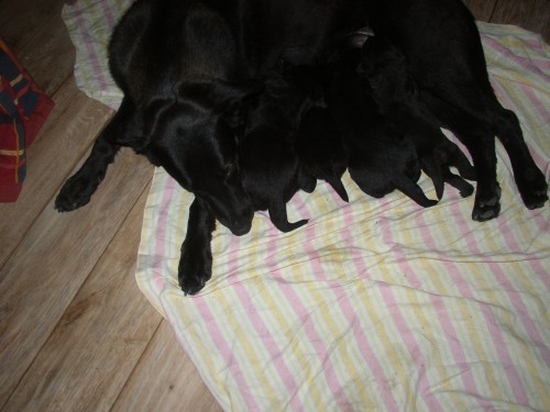 Nab�z�m �t�n� Labradora