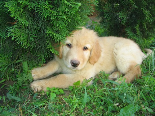 �t�n� hovawarta s PP