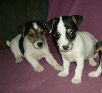 �T��ATA JACK RUSSELL TERIER