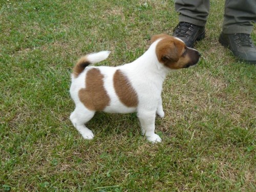 �t�n� foxteri�ra hl.