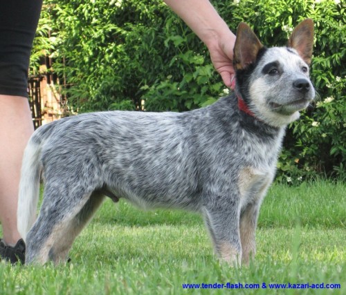 Modr� �t��ata