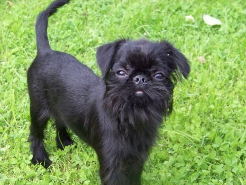 �ERN� BELGICK� GRIFONEK - �t���tko s PP