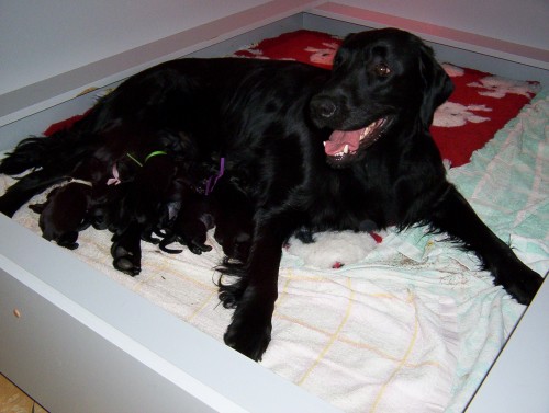 �t���tka FLAT COATED RETRIEVER� s PP