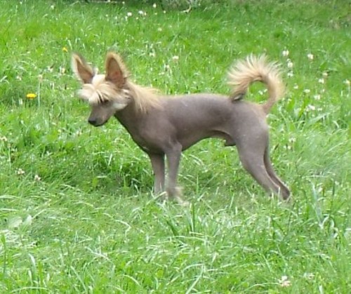 ��nsk� nah��ek - pejsek s PP