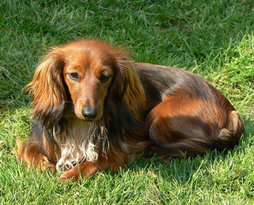 Jezev��k dlouhosrst� trpasli��