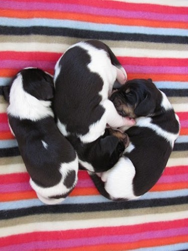 �T���TKA BERNSK�HO HONI�E