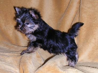 �t��ata jork��ra