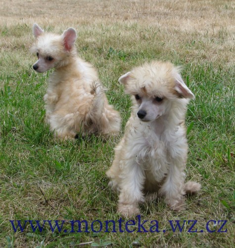 ��nsk� chocholat� pes labut�nka