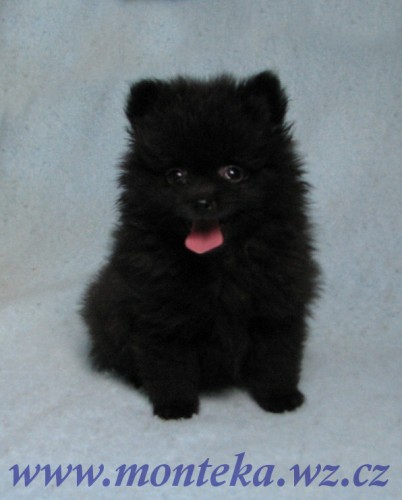 n�meck� �pic mal� , trpasli��