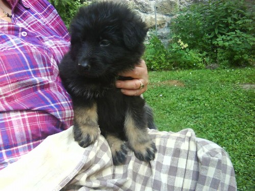 �t��ata NO s PP ze zahrani�n�ho kryt� - pracovn�