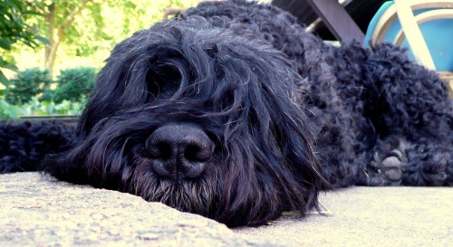 �ern� rusk� terier - kryt�