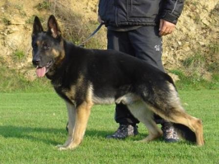 N�meck� ov��k