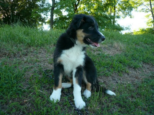 Border kolie �t�n� s PP