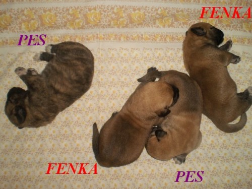 �pan�lsk� Mastin-M�ME �T���TKA bez PP- po RODI��CH S  PP-P�edpoklad - ZDRAV� K��LE