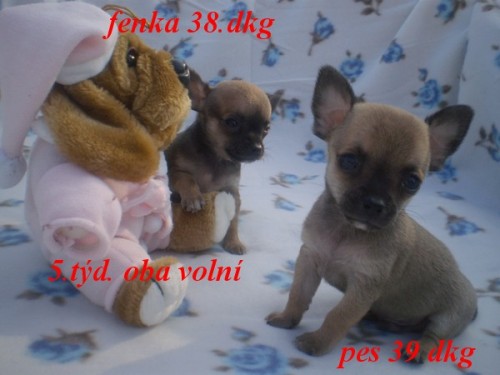  �ivava kr�tkosrst� �t���tka bez PP po mal�ch rodi��ch m:2.30kg  o:2.kg