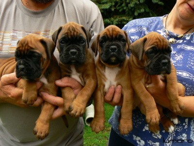 Nab�dka �t��at n�meck�ho boxera