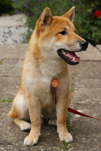 Prod�m pejska Shiba-inu