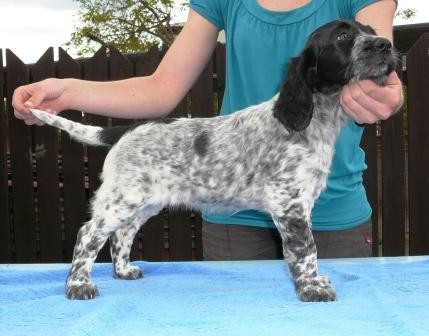 Prod�m �t��ata velk�ch munsterlandsk�ch oha��