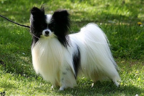 Prod�m �t��ata papillona s PP