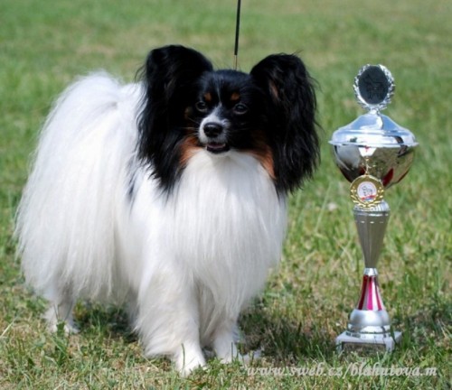 Prod�m �t��ata papillona s PP