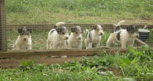 FOXTERIER HRUBOSRST� - �istokrevn� ����ata bez PP