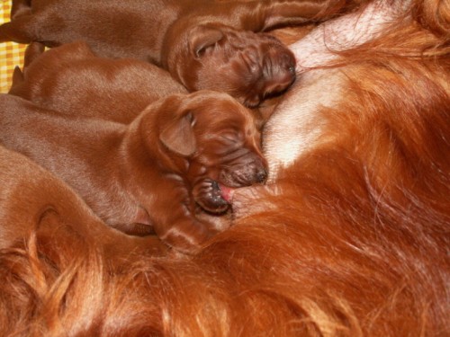 �t��ata - irsk� setr