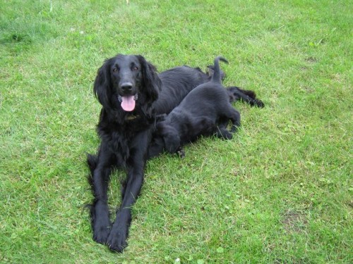 FLAT COATED RETRIEVER - prodej �t��at s PP