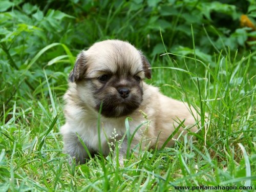 Kr�sn� �t���tka tibe���k�