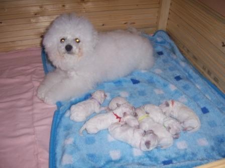 Bi�onek(bichon a poil frise)