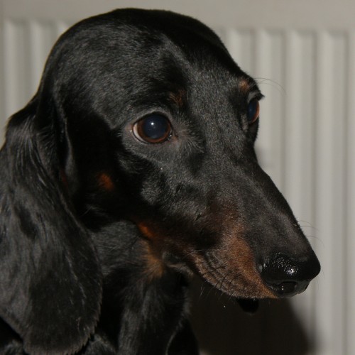 jezev��k hladkosrst� trpasli�� s PP