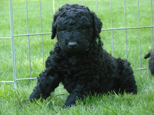 Kudrnat� retr�vr