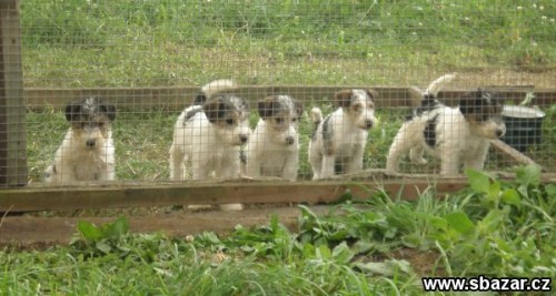 FOXTERIER HRUBOSRST� - �istokrevn� �T��ATA bez PP - FENE�KY