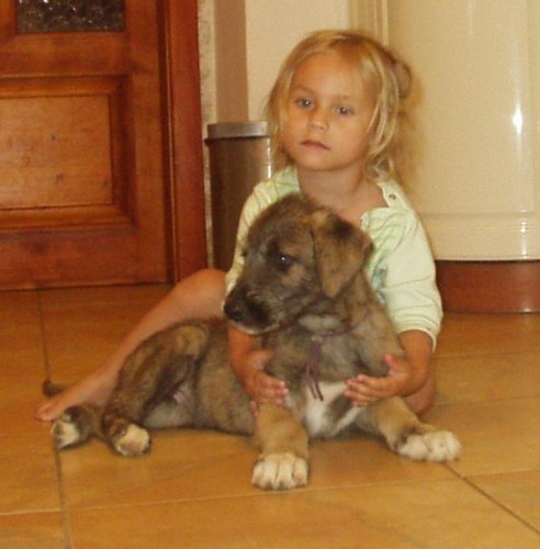 Irsk� vlkodav - �t��ata s PP