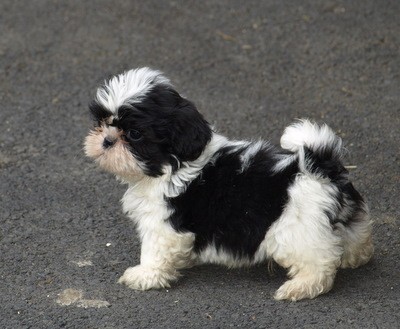 pejsek a fene�ka shih tzu