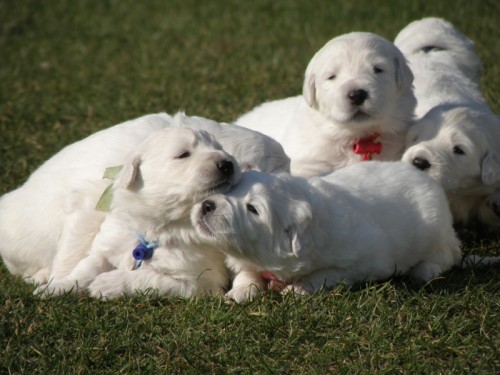 Slovensk� �uva� - �t��ata s PP