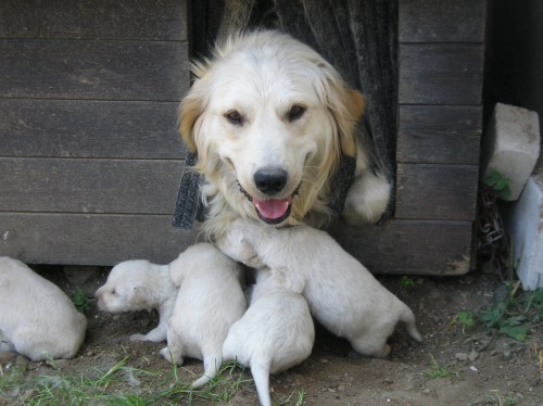 prod�m �t��ata zlateho retrivra