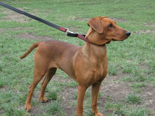 N�meck� pin� s PP