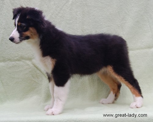 Australsk� ov��k - kr�sn� fenky