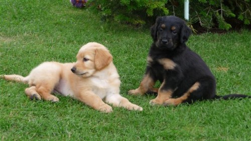 Hovawart - �t���tka s PP