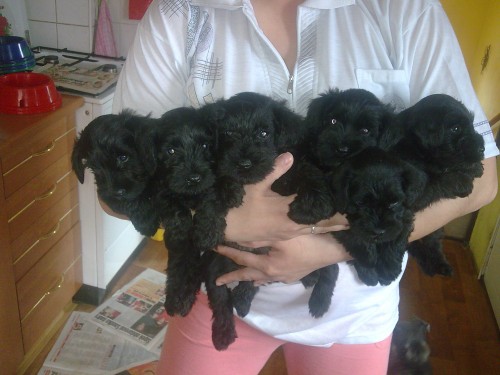 Prod�m �t�nata kn�ra�e mal�ho