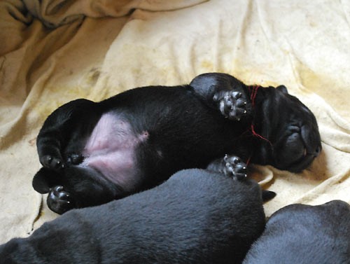 Zad�v�me �ern� �t���tka labradorsk�ho retrievera