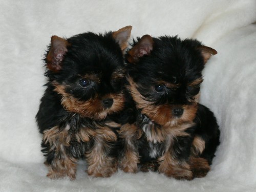 Jork��rsk� terier