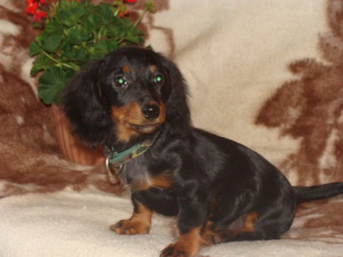 jezev��k dlouhosrst�