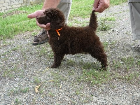 Pudl st�edn� hn�d� s PP fenka i pes